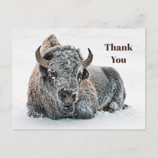 Carte Postale Faune Bison Neige Photo Merci (Devant)