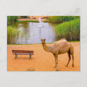 Carte Postale Faune Camel Oasis Photo