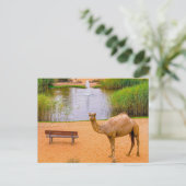 Carte Postale Faune Camel Oasis Photo (Debout devant)
