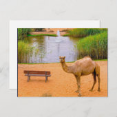 Carte Postale Faune Camel Oasis Photo (Devant / Derrière)