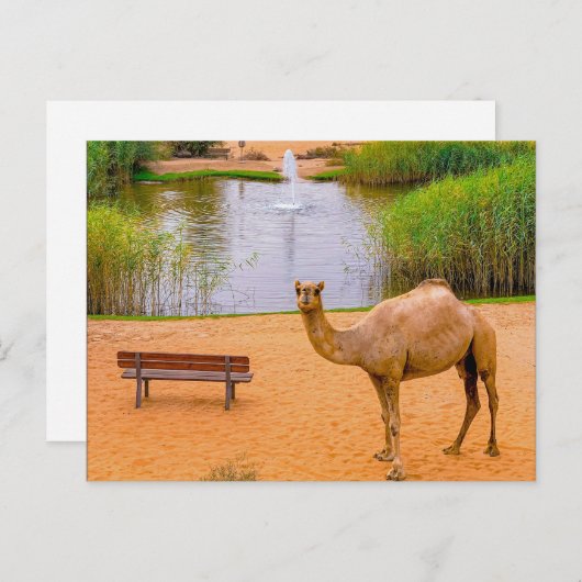 Carte Postale Faune Camel Oasis Photo (Devant / Derrière)