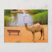 Carte Postale Faune Camel Oasis Photo (Devant)