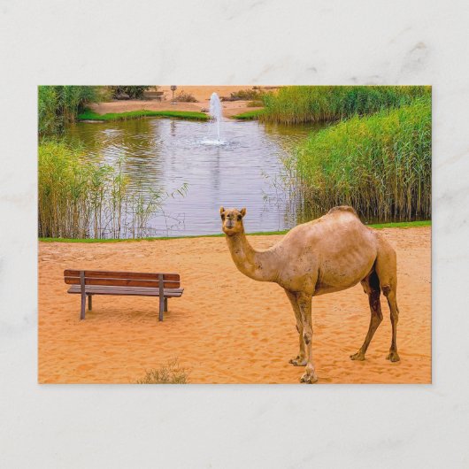 Carte Postale Faune Camel Oasis Photo (Devant)