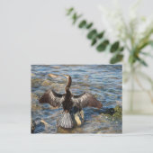 Carte Postale Faune de Floride - oiseaux (Debout devant)