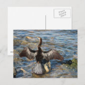 Carte Postale Faune de Floride - oiseaux (Devant / Derrière)