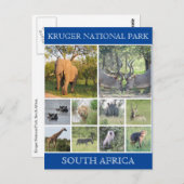 Carte Postale faune de kruger (Devant / Derrière)