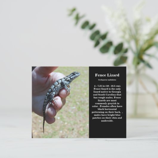 Carte Postale Faune De La Ceinture De L'Est Lizard Sc (Debout devant)