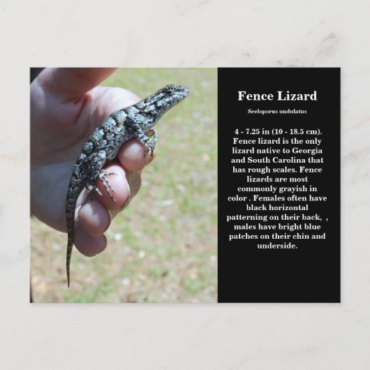 Carte Postale Faune De La Ceinture De L'Est Lizard Sc (Devant)
