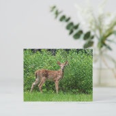 Carte Postale Faune devant une clôture (Debout devant)