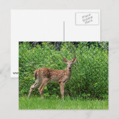 Carte Postale Faune devant une clôture (Devant / Derrière)