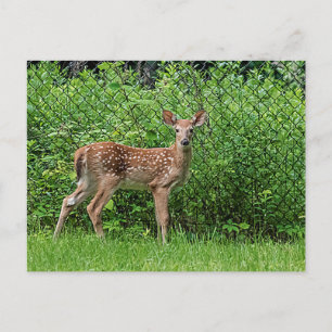 Carte Postale Faune devant une clôture