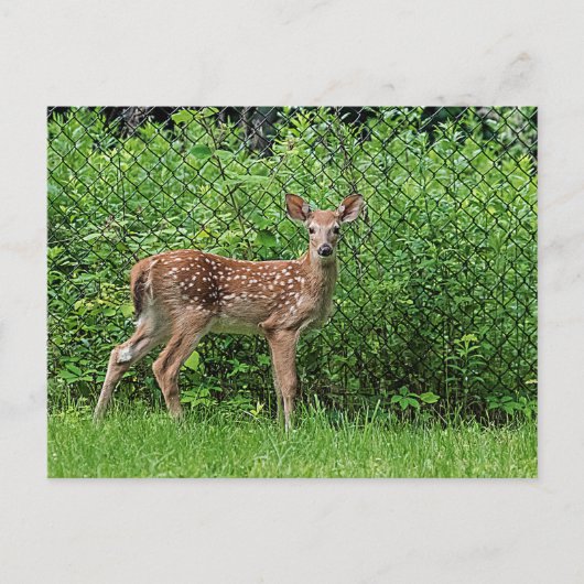 Carte Postale Faune devant une clôture (Devant)