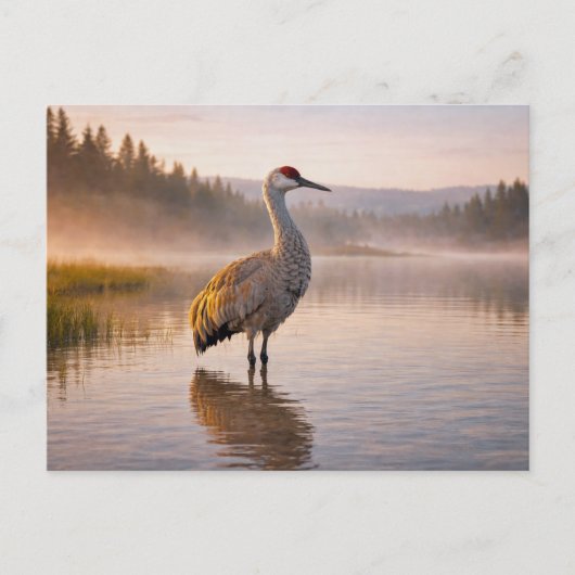 Carte Postale Faune Grue des collines Zone humide (Devant)