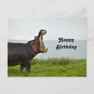 Carte Postale Faune Hippopotamus Photo Anniversaire