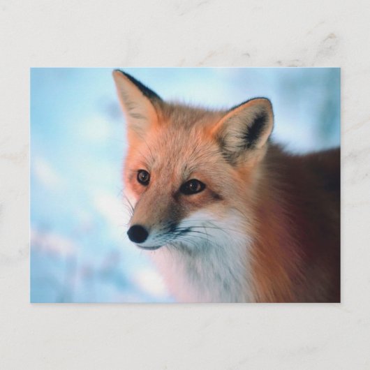 Carte Postale Faune hivernale (Devant)