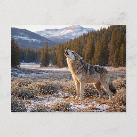 Carte Postale Faune Loup gris hurleur (Devant)