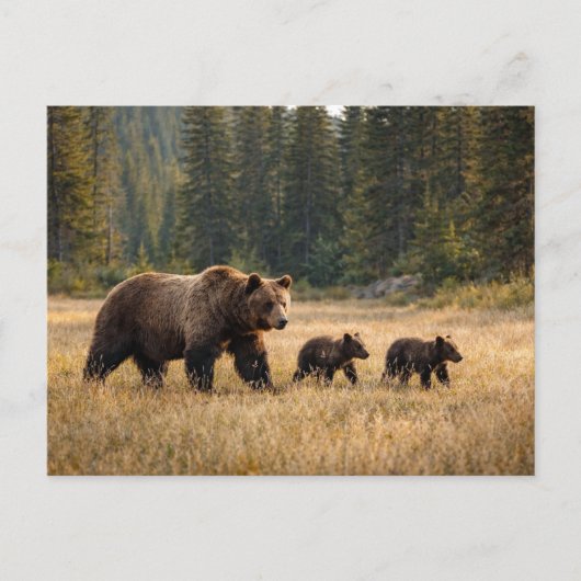 Carte Postale Faune Ours Grizzly Et Oursons (Devant)