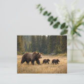 Carte Postale Faune Ours Grizzly Et Oursons (Debout devant)