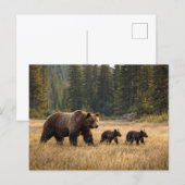 Carte Postale Faune Ours Grizzly Et Oursons (Devant / Derrière)
