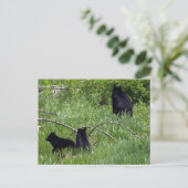 Carte postale faune ours mère et oursons (Debout devant)