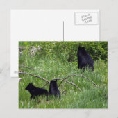 Carte postale faune ours mère et oursons (Devant / Derrière)