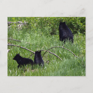 Carte postale faune ours mère et oursons