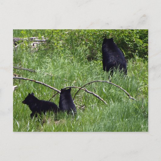 Carte postale faune ours mère et oursons (Devant)