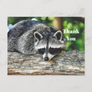 Carte Postale Faune Raccoon log Mammifère Photo Merci