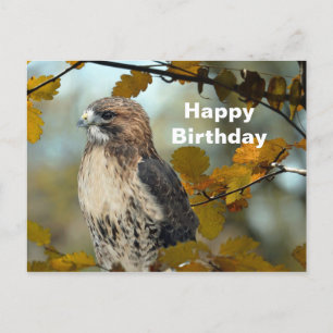 Carte Postale Faune Red Tail Hawk Automne Photo Anniversaire