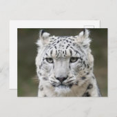 Carte Postale Faune Snow Leopard Closeuse Visage (Devant / Derrière)