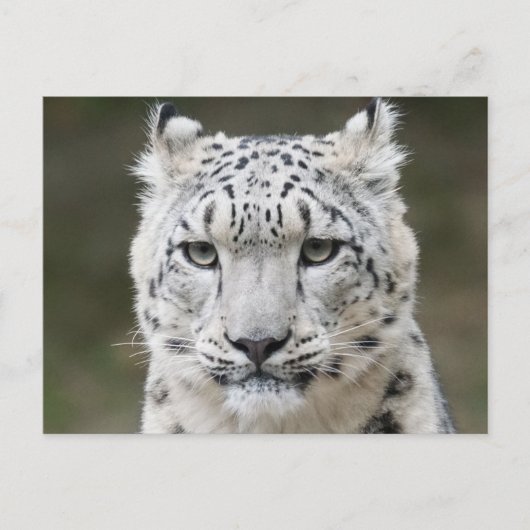 Carte Postale Faune Snow Leopard Closeuse Visage (Devant)
