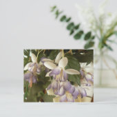 Carte Postale Faux Fuschia (Debout devant)