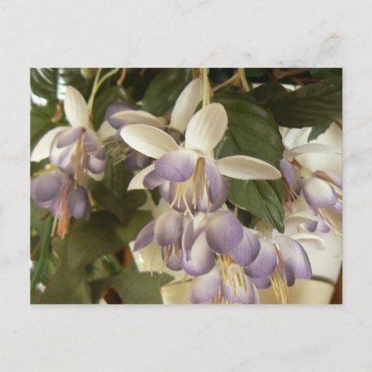 Carte Postale Faux Fuschia (Devant)