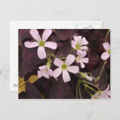 Carte Postale Faux Shamrock Oxalis Triangularis (Devant / Derrière)