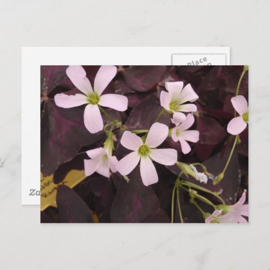 Carte Postale Faux Shamrock Oxalis Triangularis (Devant / Derrière)