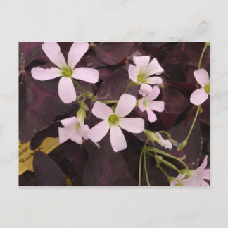 Carte Postale Faux Shamrock Oxalis Triangularis