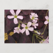 Carte Postale Faux Shamrock Oxalis Triangularis (Devant)
