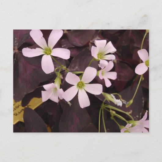 Carte Postale Faux Shamrock Oxalis Triangularis (Devant)
