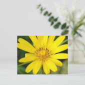 Carte postale Faux tournesol (Debout devant)