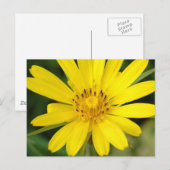 Carte postale Faux tournesol (Devant / Derrière)