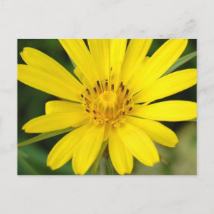 Carte postale Faux tournesol