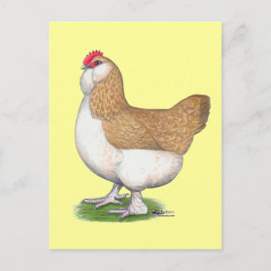 Carte Postale Faverolle Hen