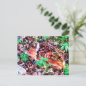 CARTE POSTALE FAWN (Debout devant)