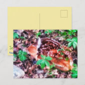 CARTE POSTALE FAWN (Devant / Derrière)