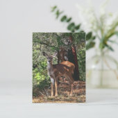 CARTE POSTALE FAWN #2 (Debout devant)