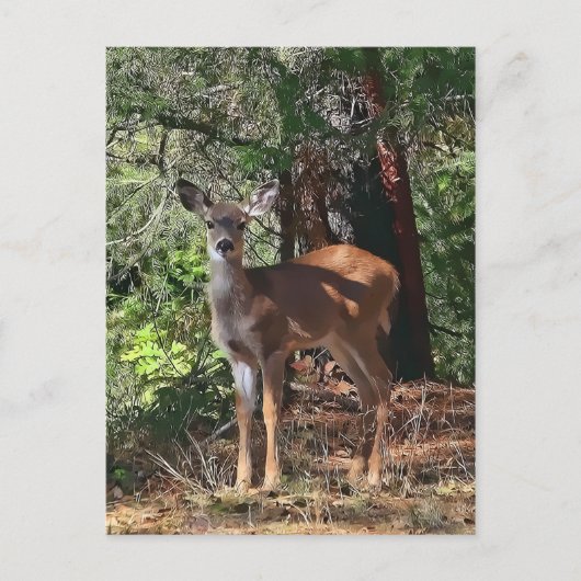 CARTE POSTALE FAWN #2 (Devant)