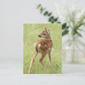 Carte postale Fawn de cerf blanc 6 (Debout devant)