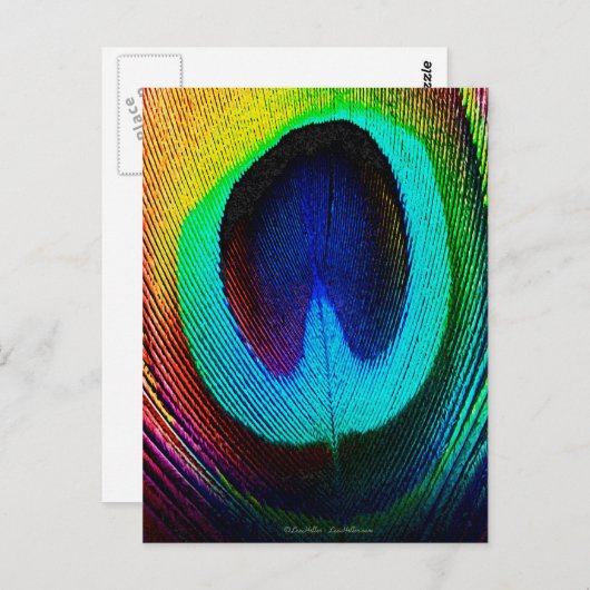 Carte Postale Feather (Devant / Derrière)