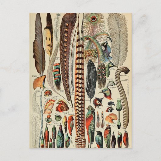 Carte Postale Feather Bird Wildlife Plumes d'antiquités (Devant)