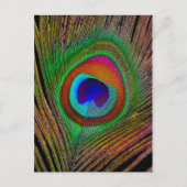 Carte Postale Feather Vibrant Copper (Devant)